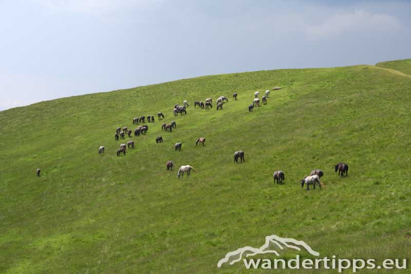 Roßbachkogel/Speikkogel Abbildung 5